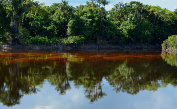 Reducing emissions from deforestation and Forest Degradation